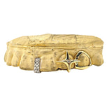Gap Grillz with Star & Open Face Fang